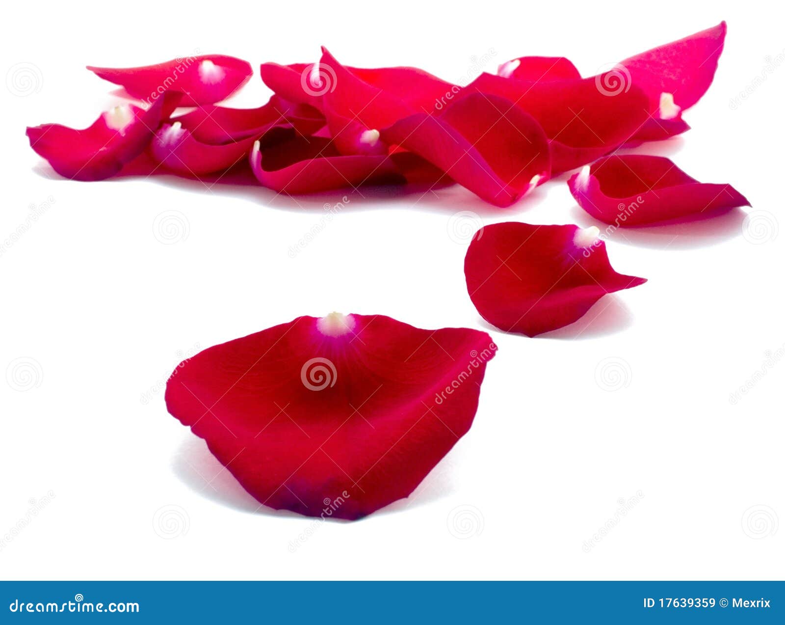 red rose petals