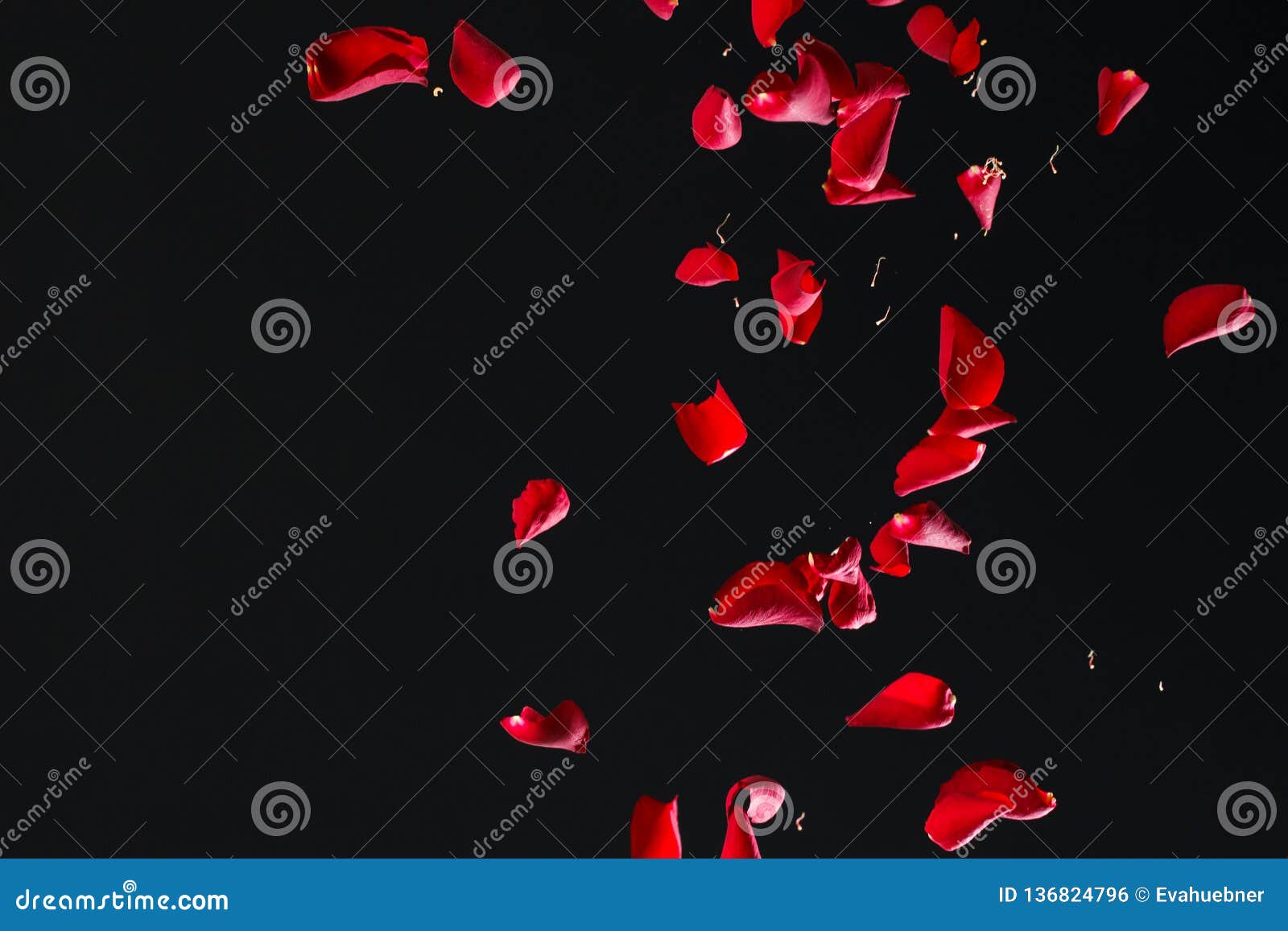 red rose petals on black background