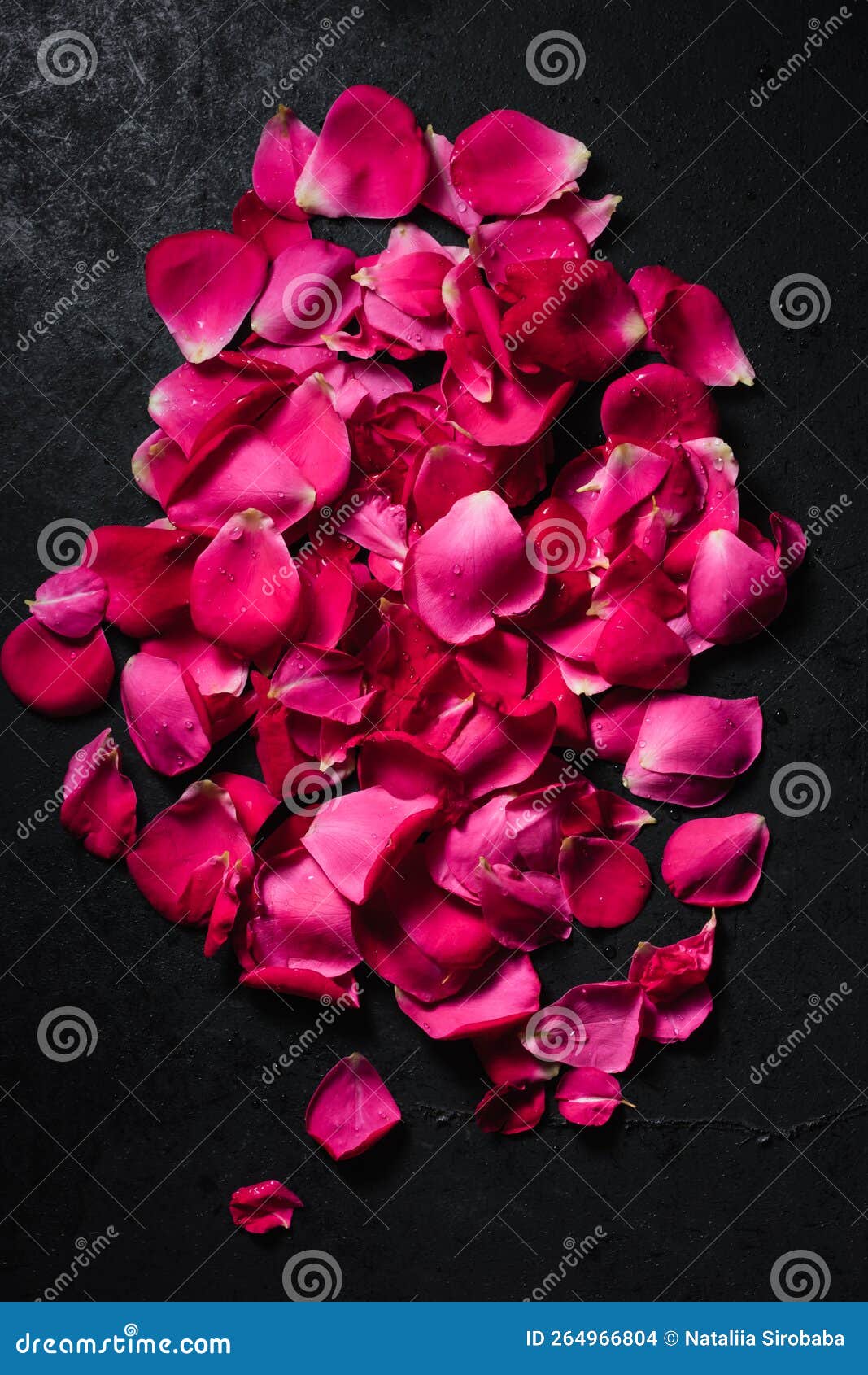 Red rose petals stock photo. Image of pink, petals, pile 264966804