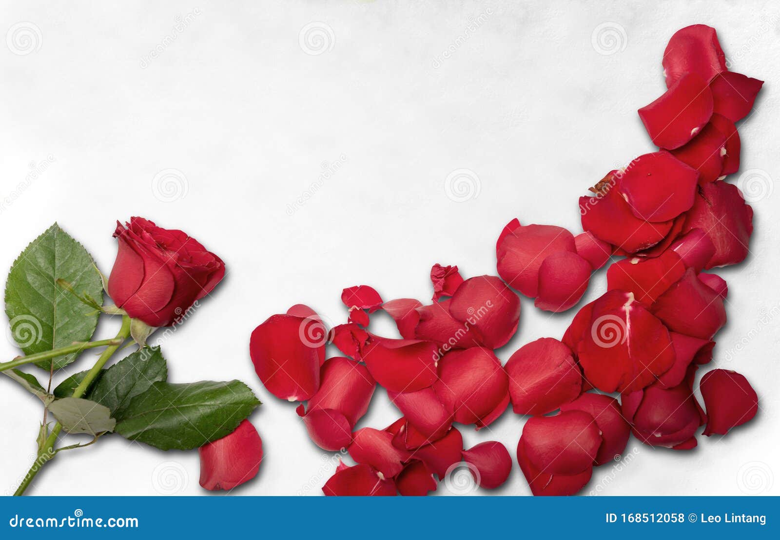 Red Rose and Rose Petals on the Floor Stock Photo Image of decoration