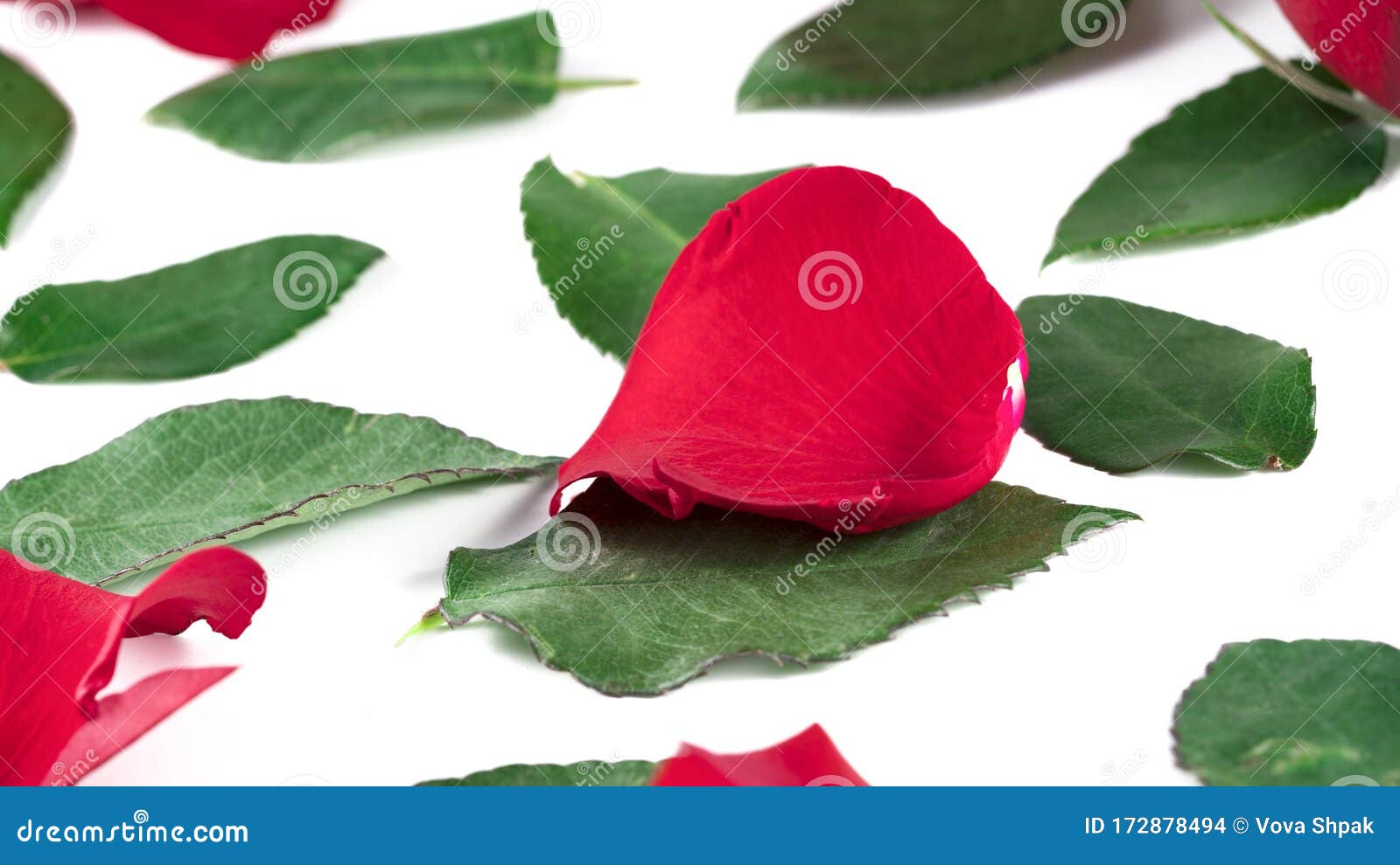 Rose Petals and Green Leaves on a White Background Stock Photo Image