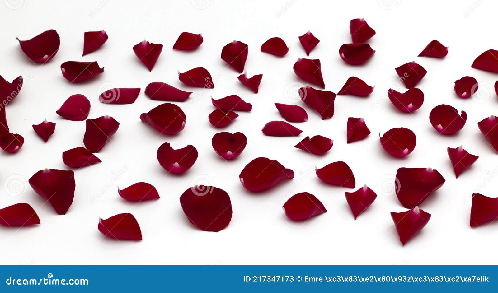 Red Rose Petals on White Background Stock Image Image of flower, valentines 217347173