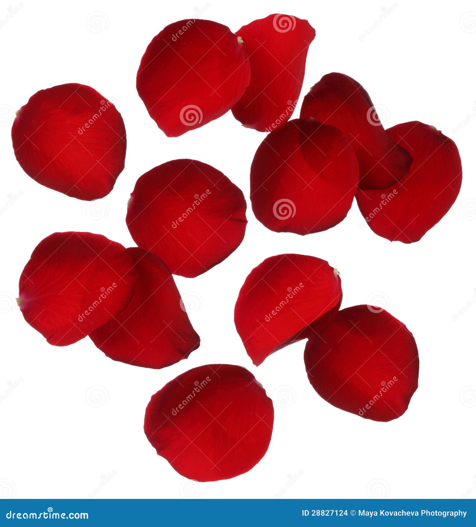 Red Rose Petals Isolated on White Background Stock Photo Image of isolated, group 28827124
