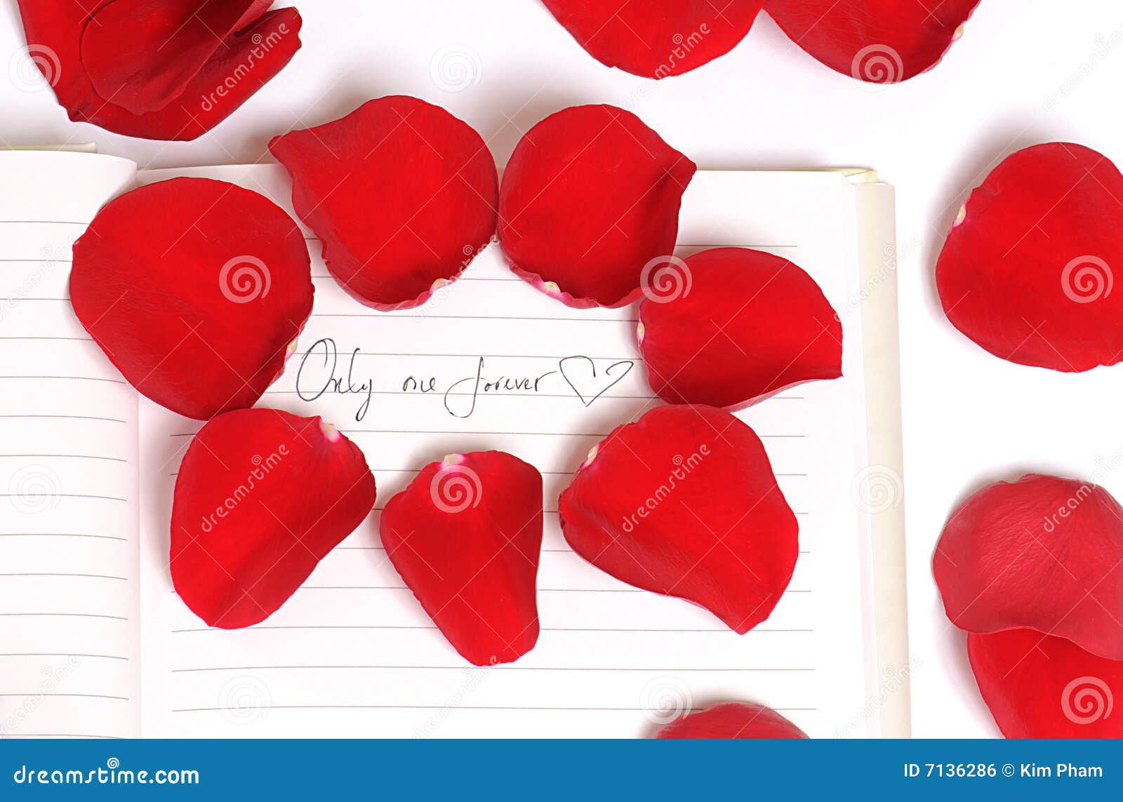 Red Rose Petals of Love stock photo. Image of flower, passion 7136286