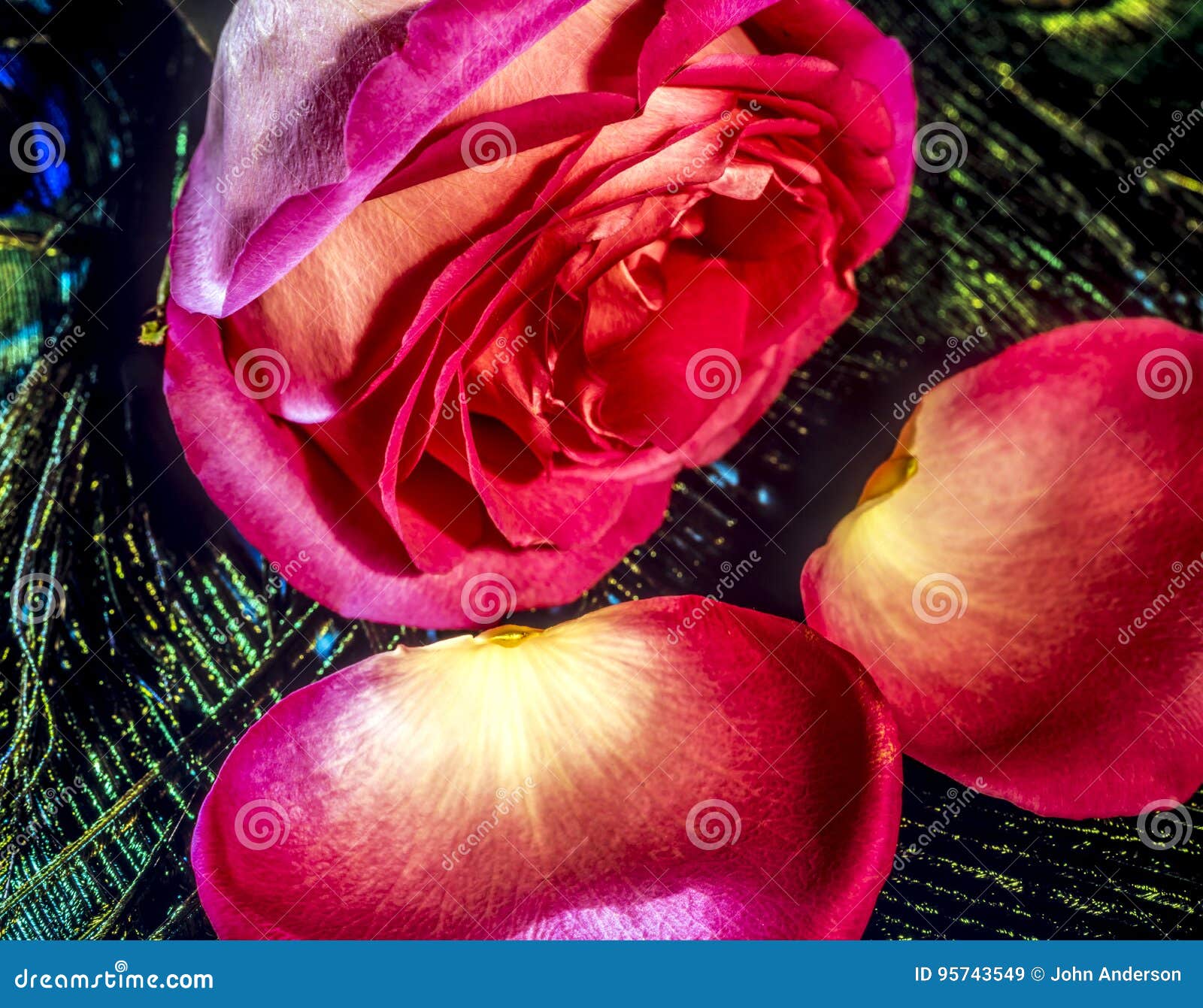 Red rose with petals stock image. Image of feather, rose 95743549