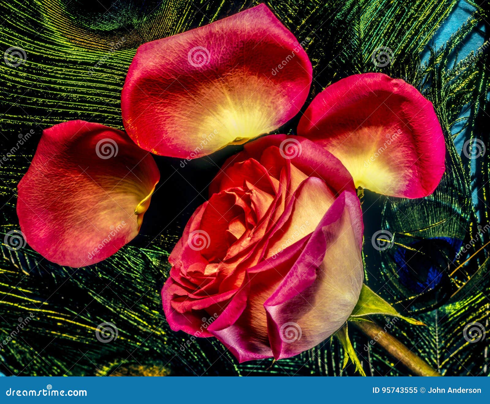 Red rose with petals stock image. Image of life, feather 95743555