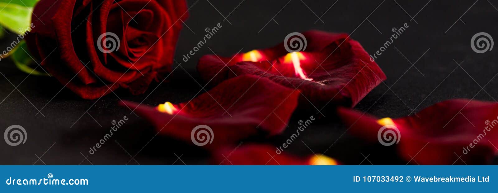 Red rose and petals stock illustration. Illustration of nature 107033492