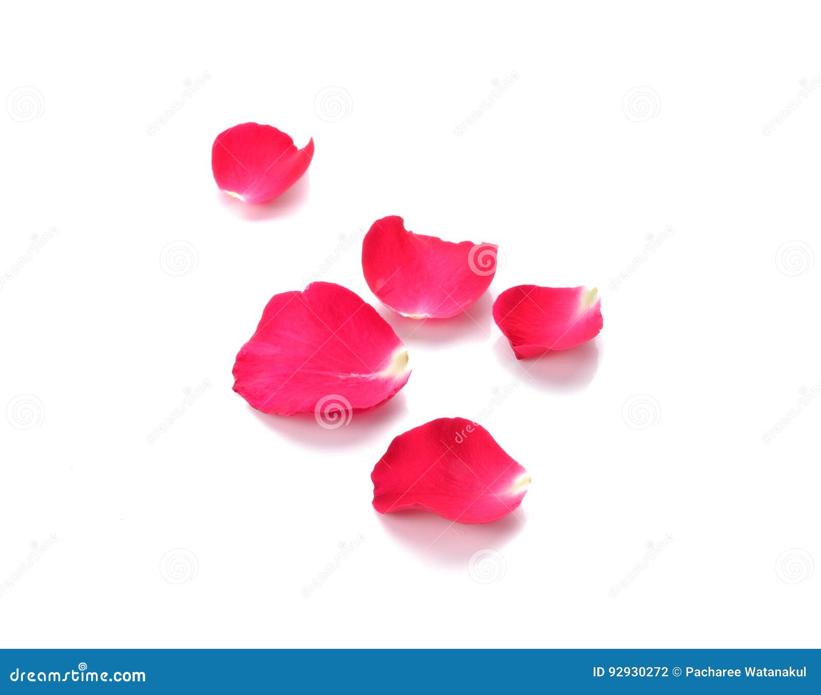 Red Rose Petals on White Background Stock Photo Image of pink, holidays 92930272