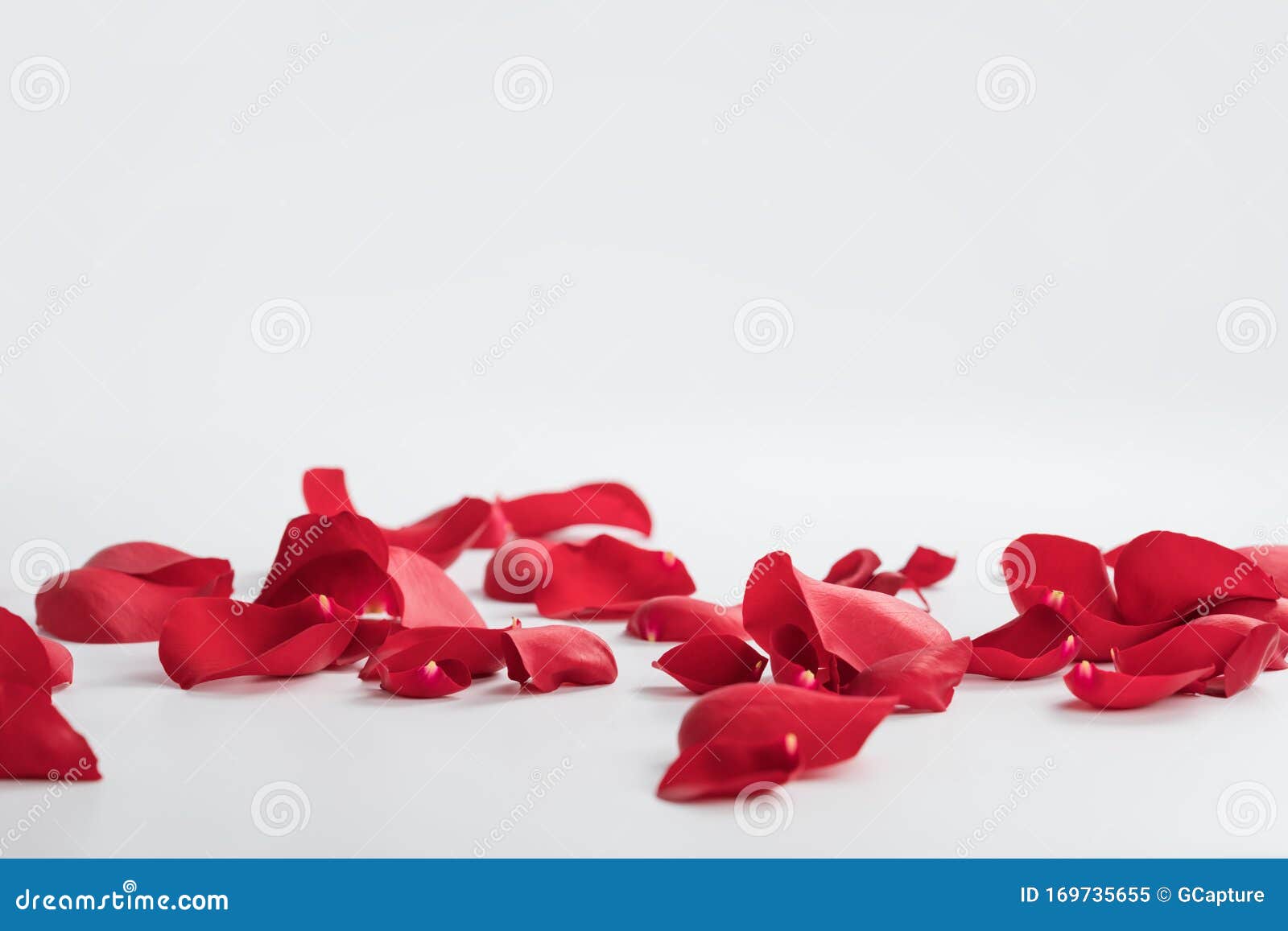 Red Rose Petals on White Background Stock Image Image of beauty, petal 169735655