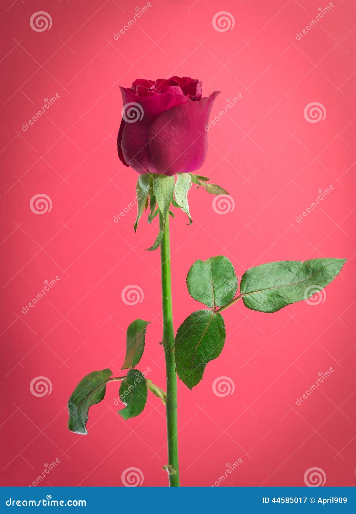 Red Rose On Pink Background Stock Image Image of close, nature 44585017