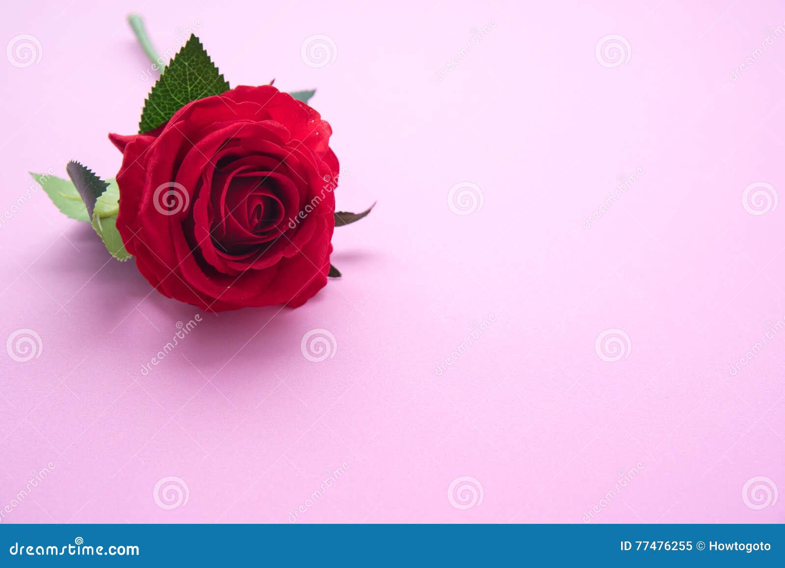 Red Rose on Pink Background Stock Image Image of card, happy 77476255