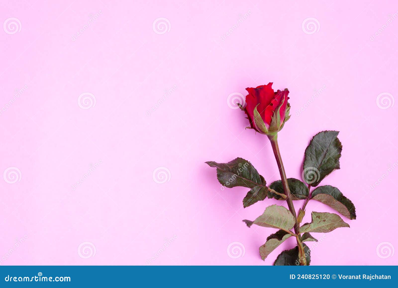 Red Rose on Pink Background Stock Photo Image of flower, pink 240825120