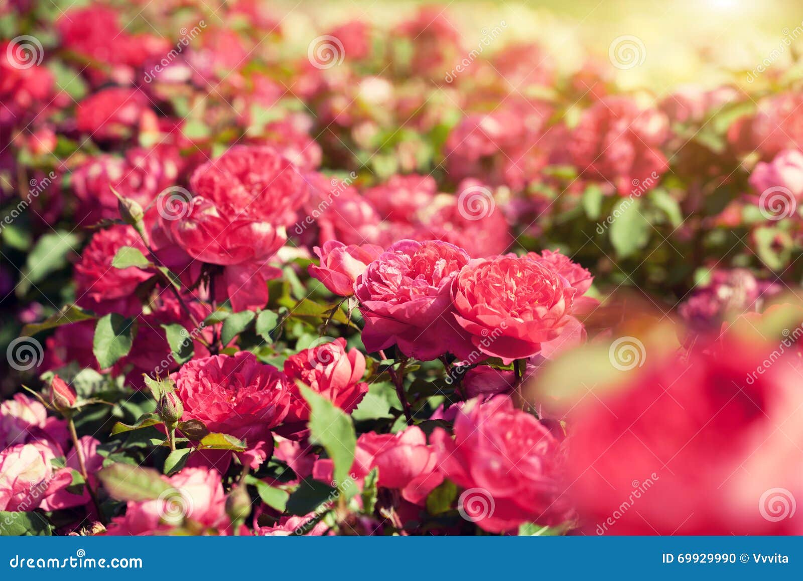 Red rose plantation stock photo. Image of plant, bunch 69929990
