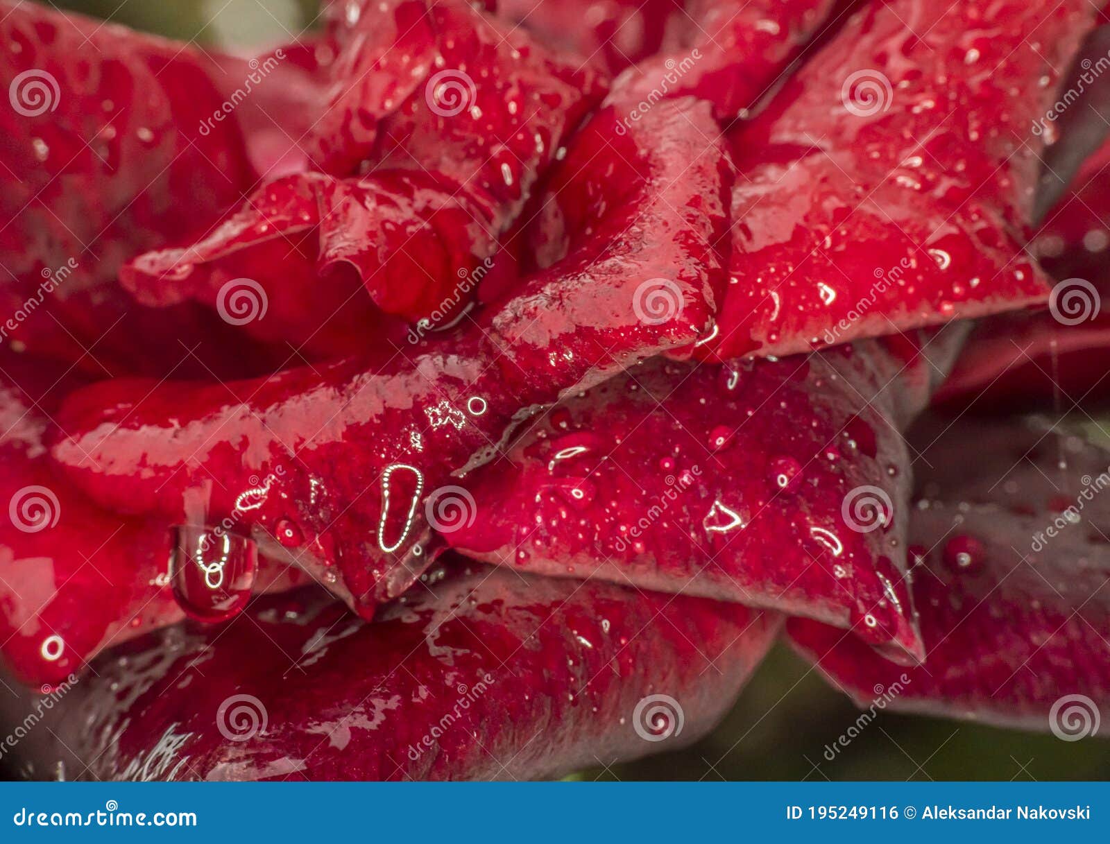 Red Rose After A Rain On A Background Of Green Leaves RoyaltyFree