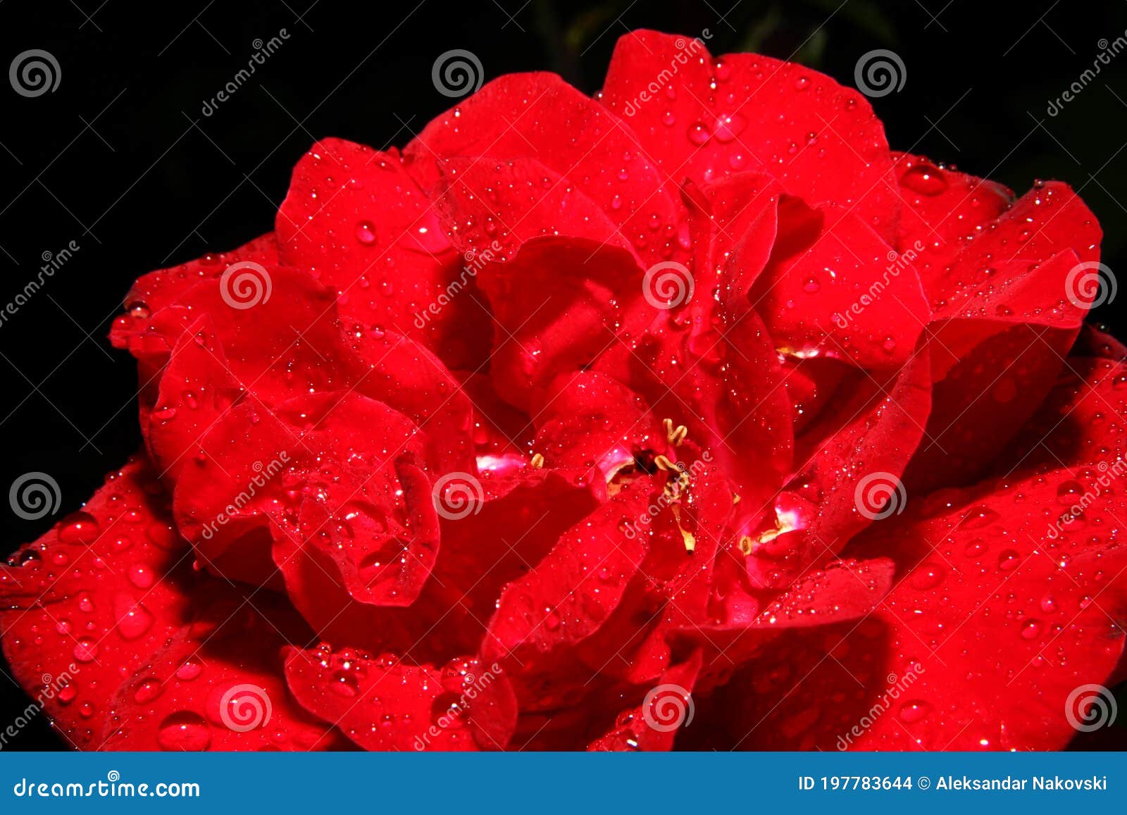 Red Rose After A Rain On A Background Of Green Leaves RoyaltyFree