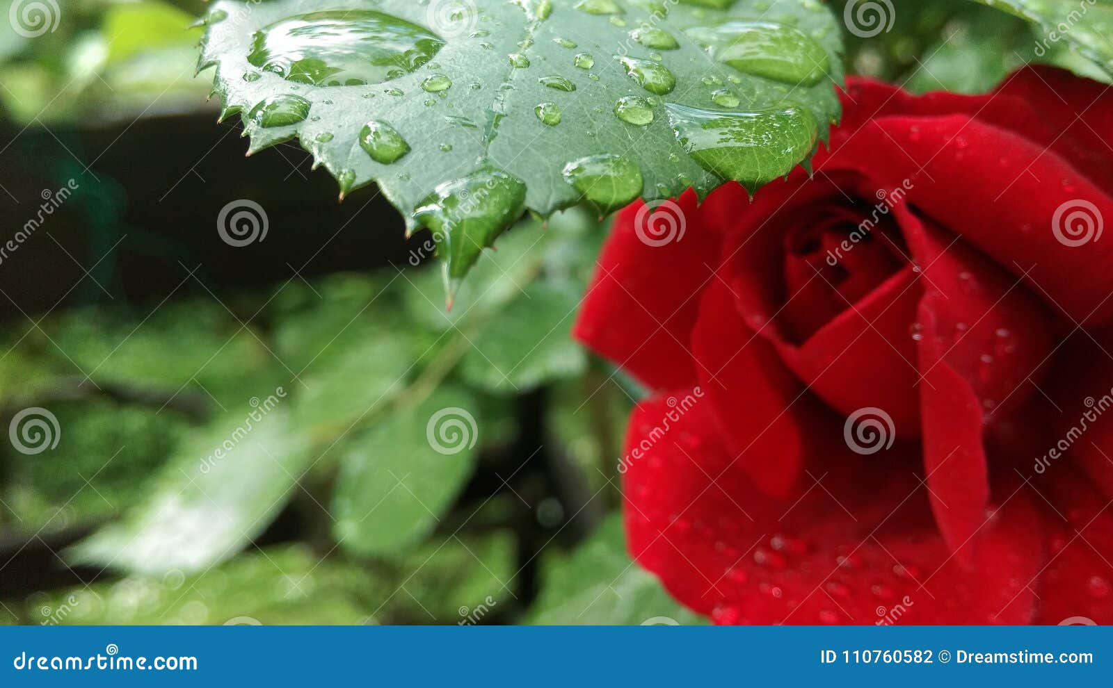 Red rose after rain stock photo. Image of rain, rose 110760582