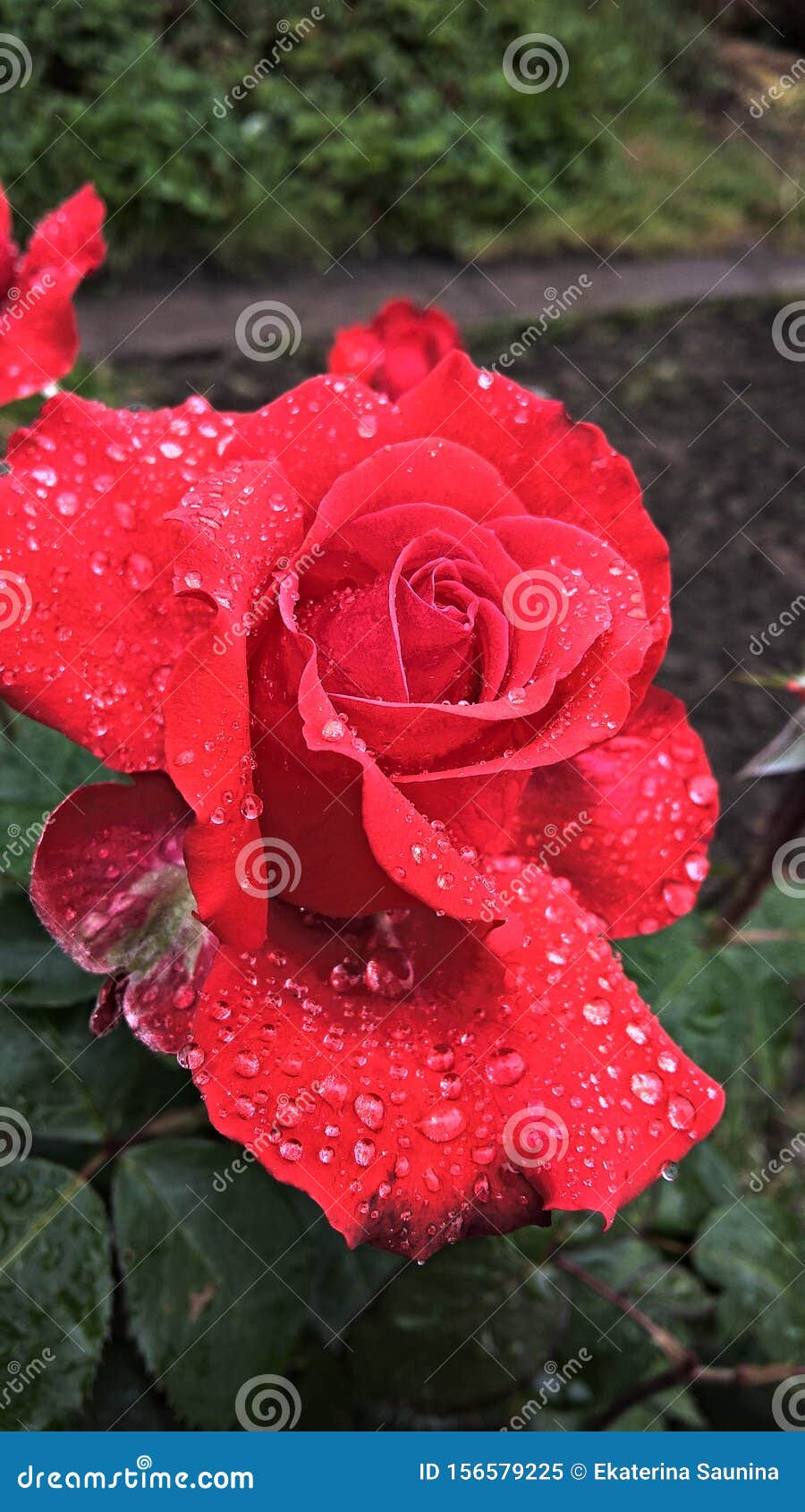Red rose after rain stock image. Image of rose, raindrop 156579225