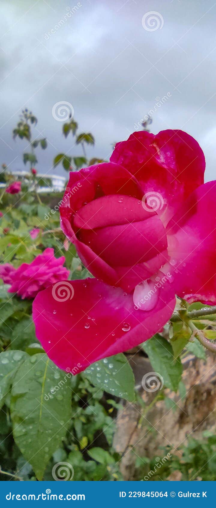 Red Rose & Rain stock photo. Image of india, garden 229845064