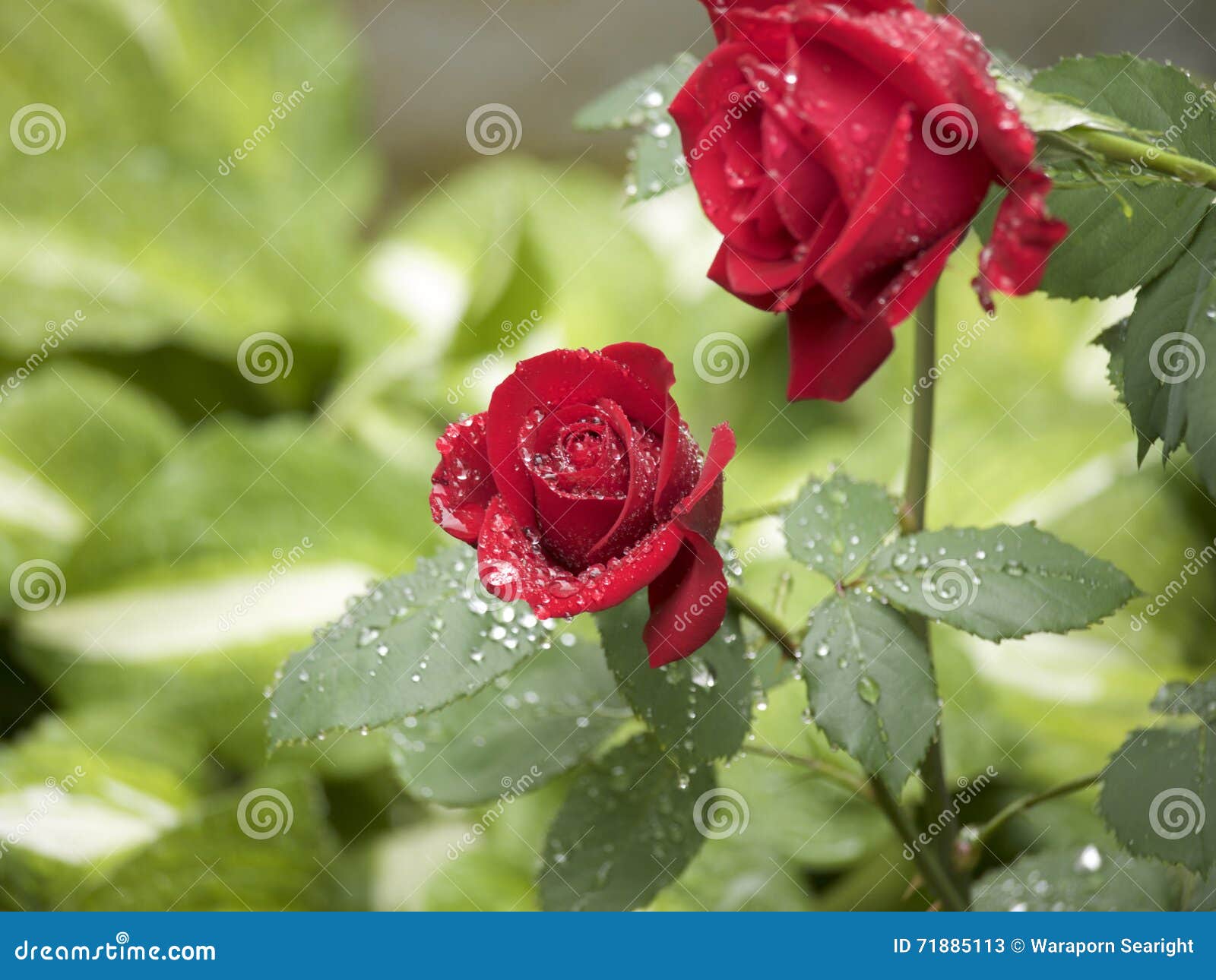 Red Rose on the rain stock image. Image of blossom, drops 71885113