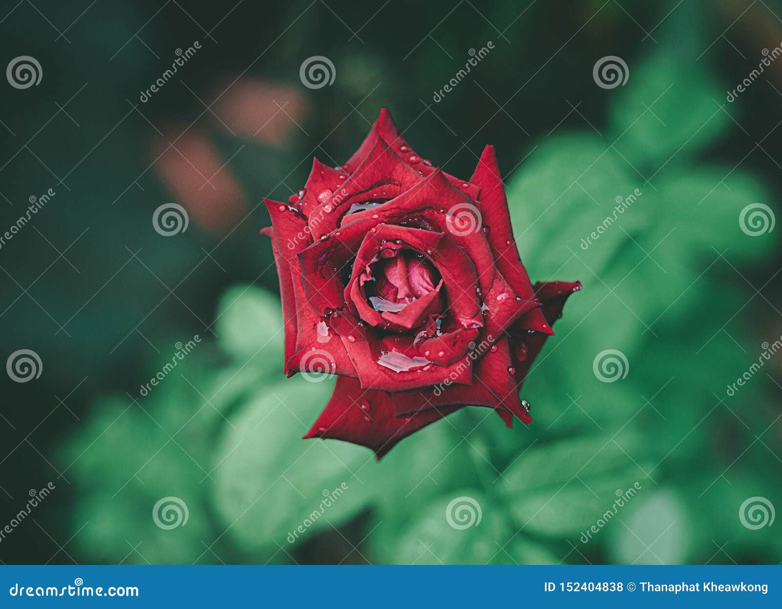 Red rose after raining. stock photo. Image of thailand 152404838