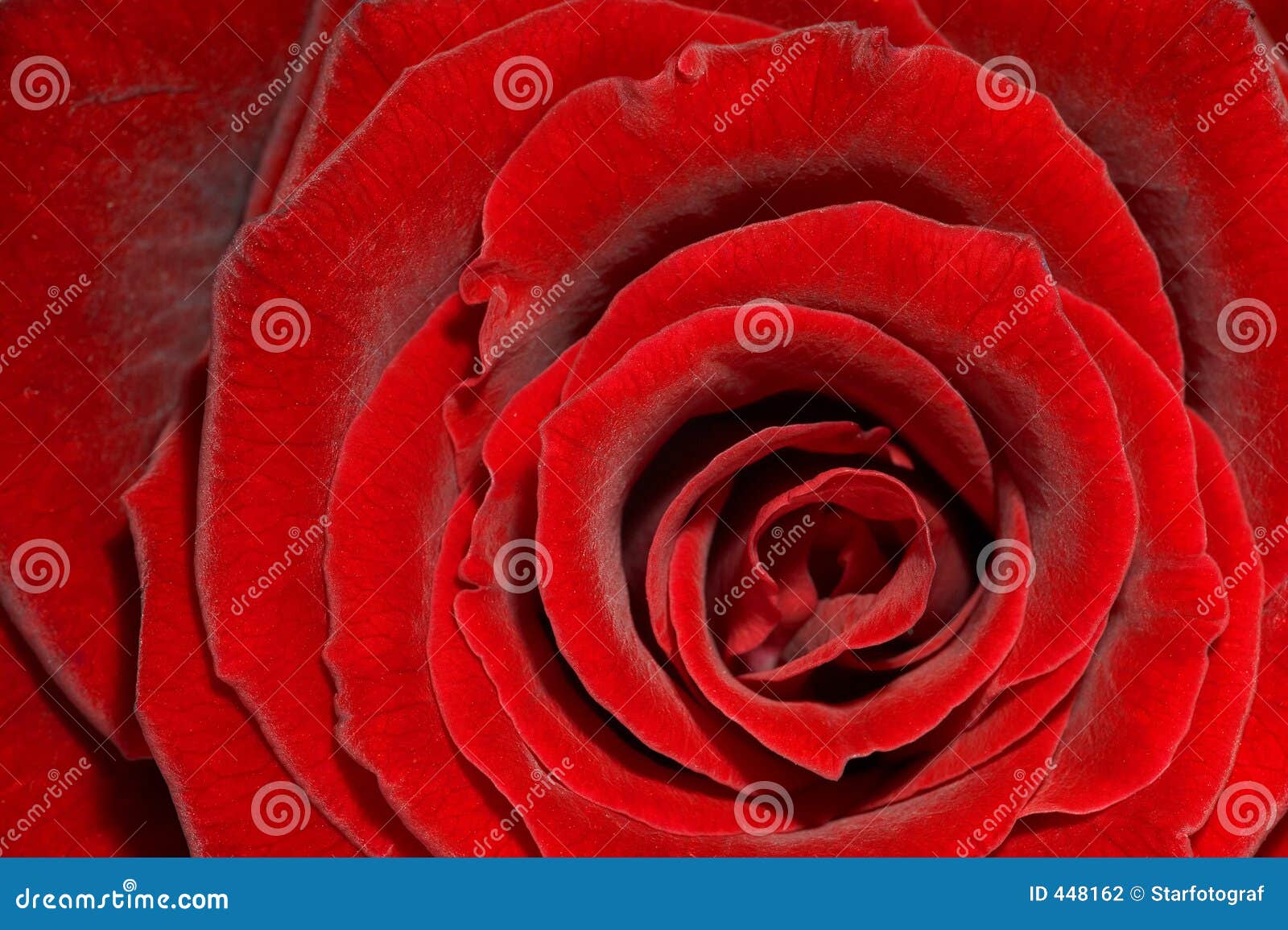 red rose - rote rose