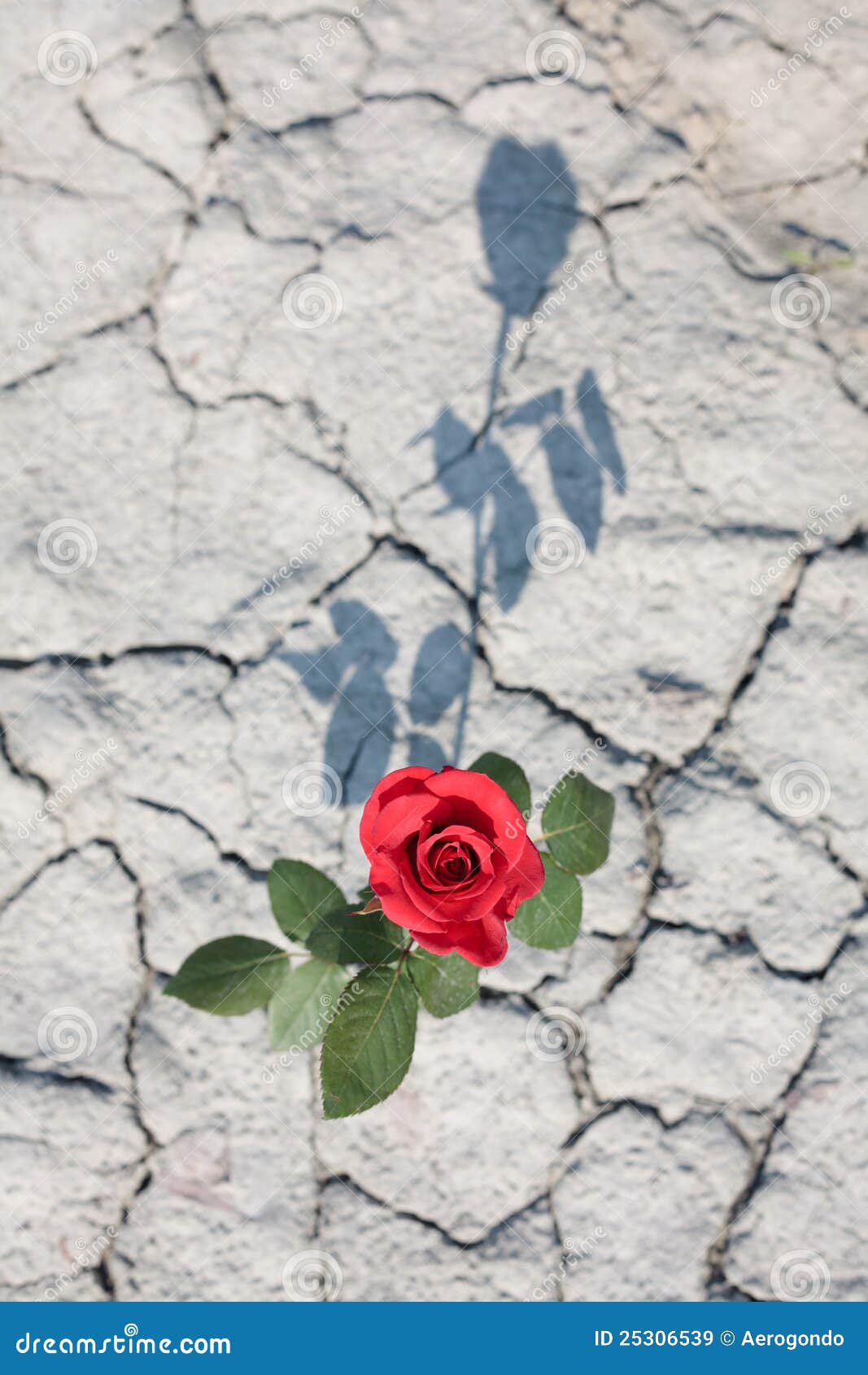 Red rose with shadow stock image. Image of nature, gardening 25306539
