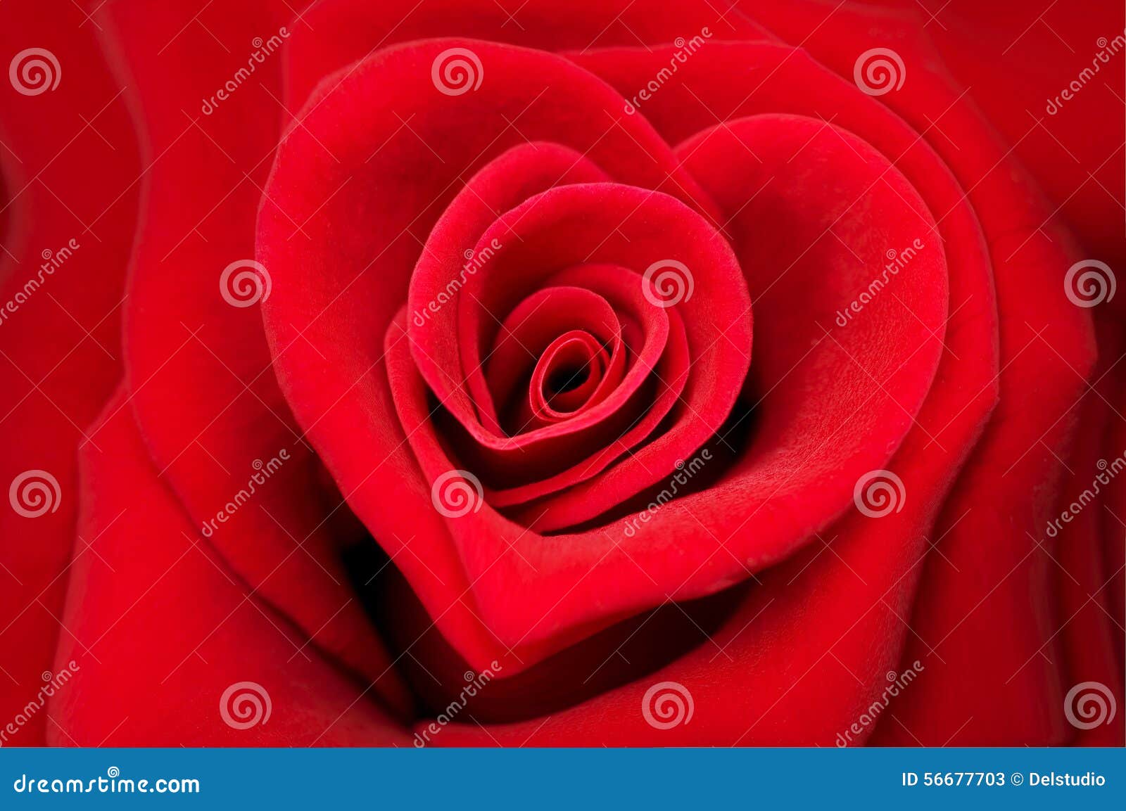 red rose in  of a heart