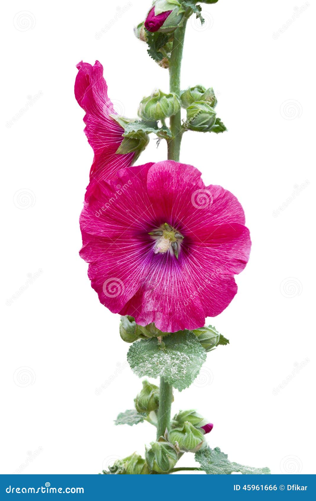 clipart rose of sharon - photo #14