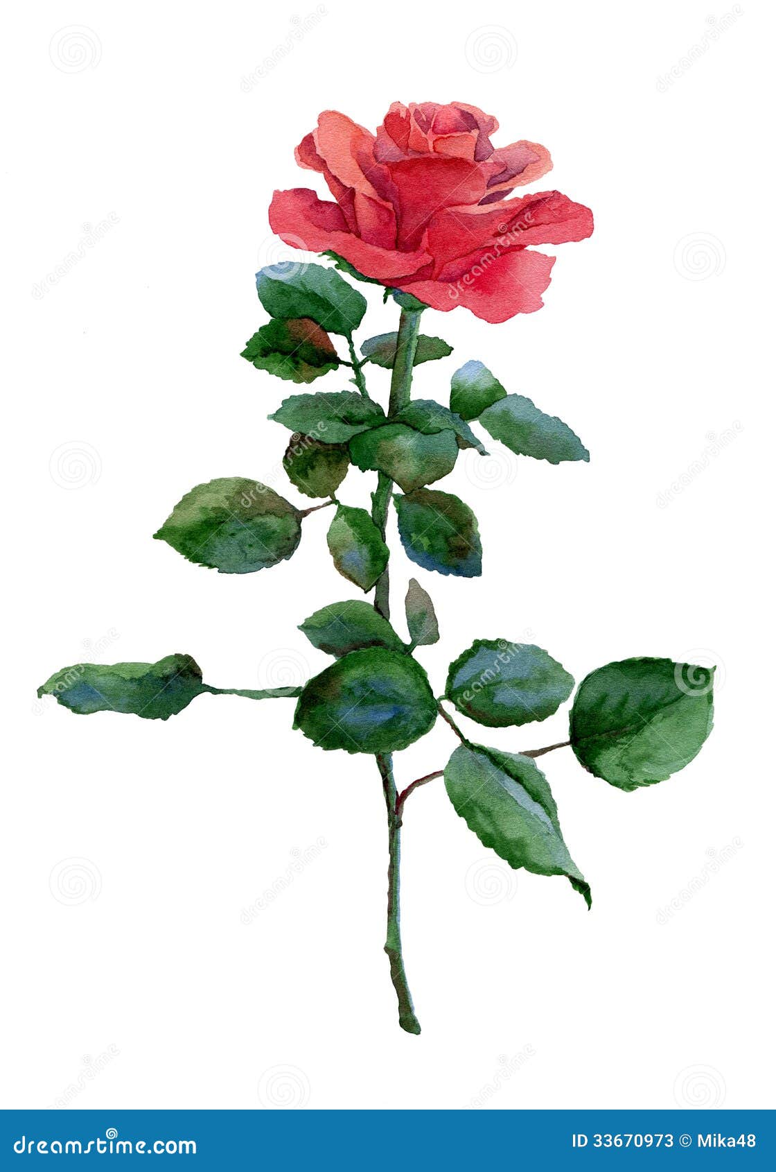 Red rose stock illustration. Illustration of handdrawn - 33670973