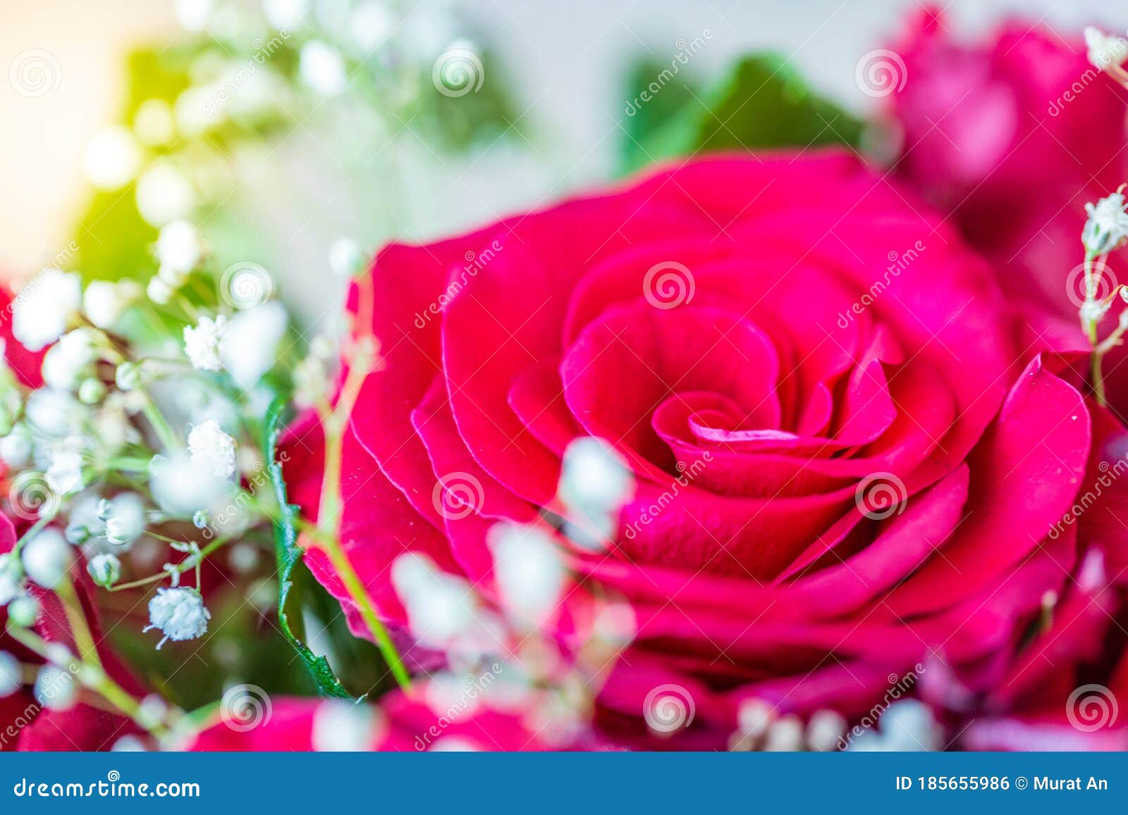 Red Rose with Small White Flowers Around Stock Photo Image of present
