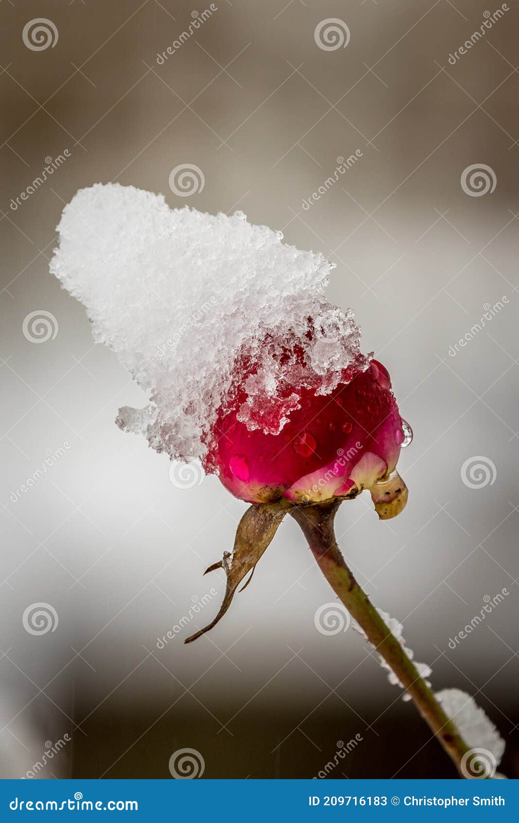 Red rose with snow stock image. Image of drop, christmas 209716183