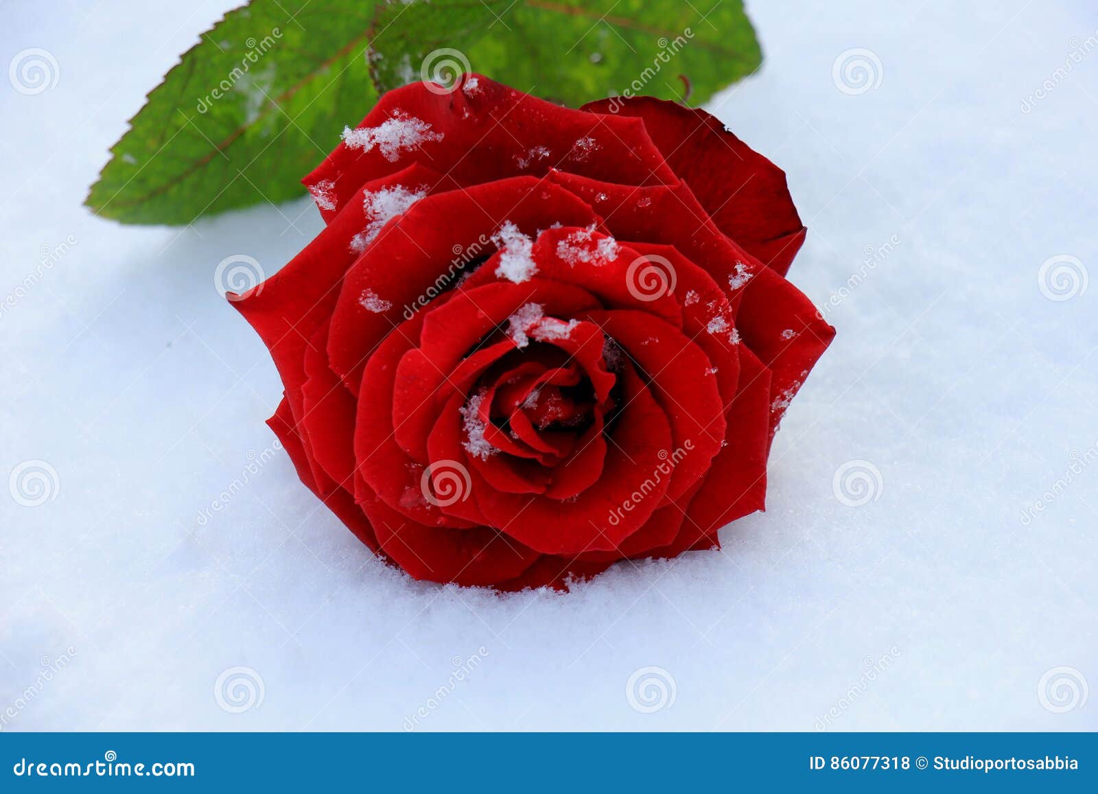 Red rose in the snow stock photo. Image of snow, petals 86077318