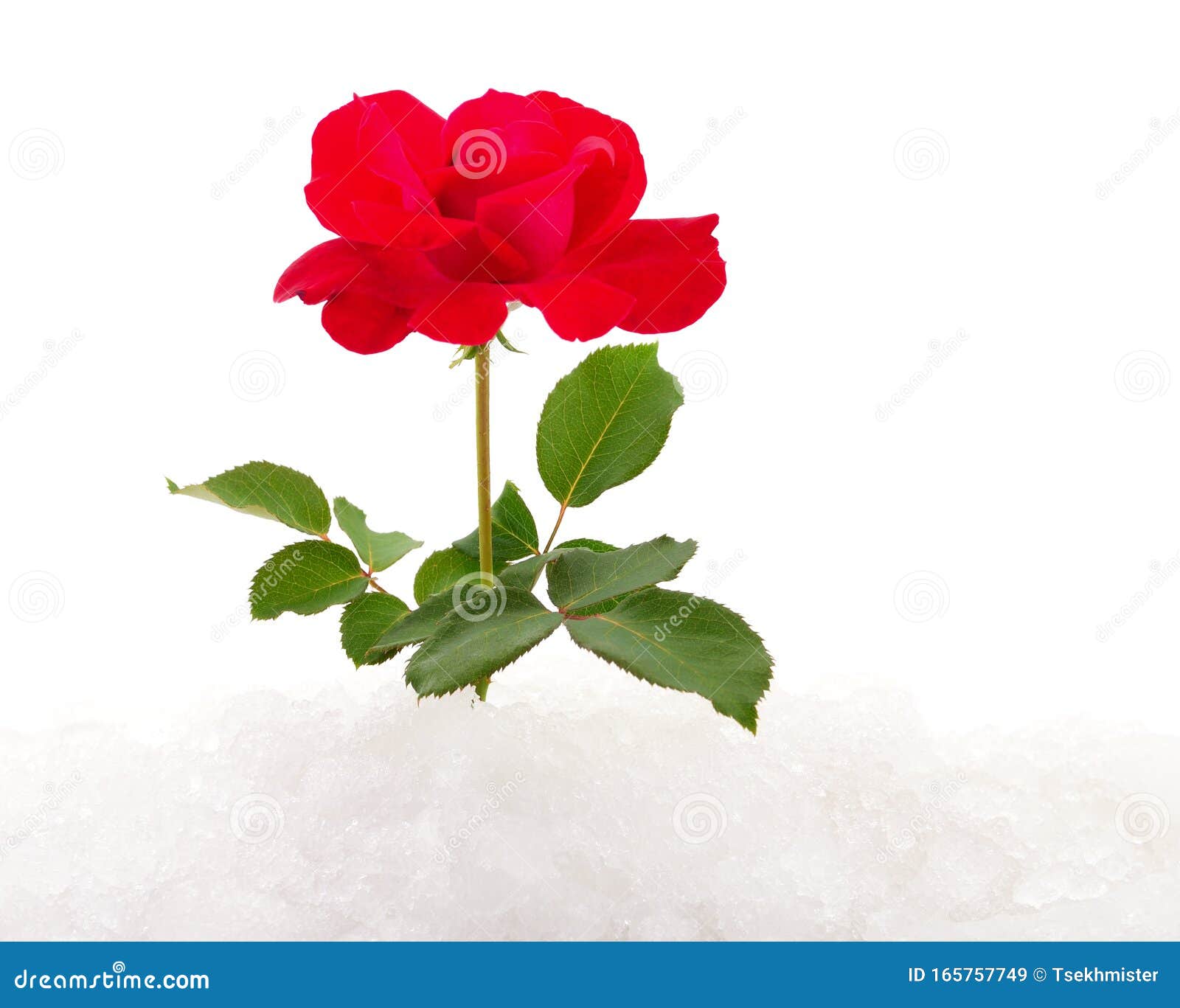 Red rose on snow stock image. Image of celebration, romance 165757749