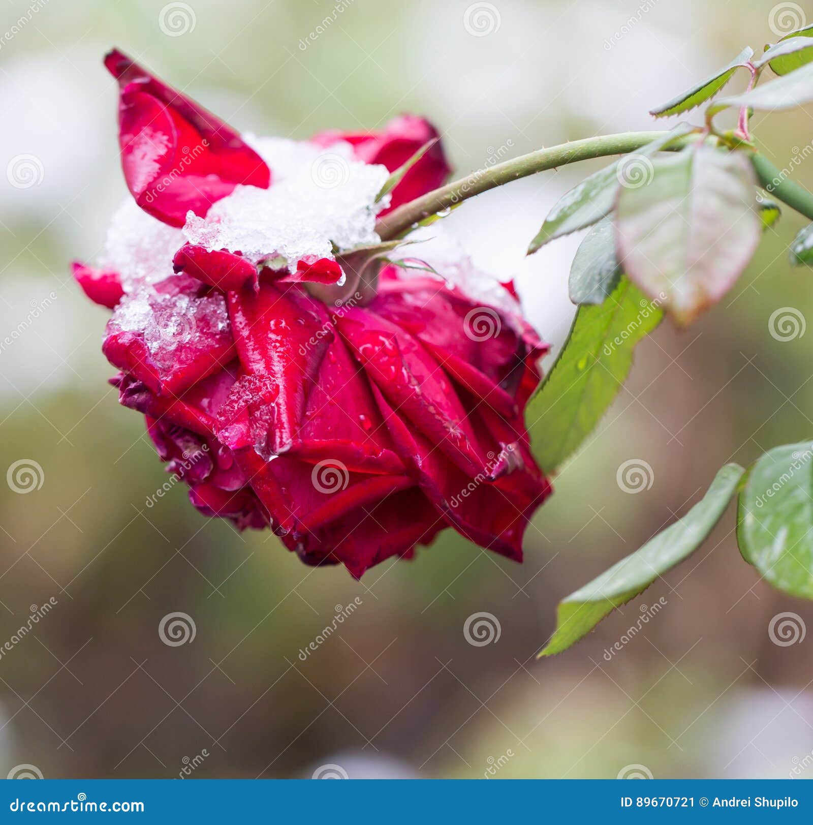 Red Rose in the snow stock image. Image of greetings 89670721