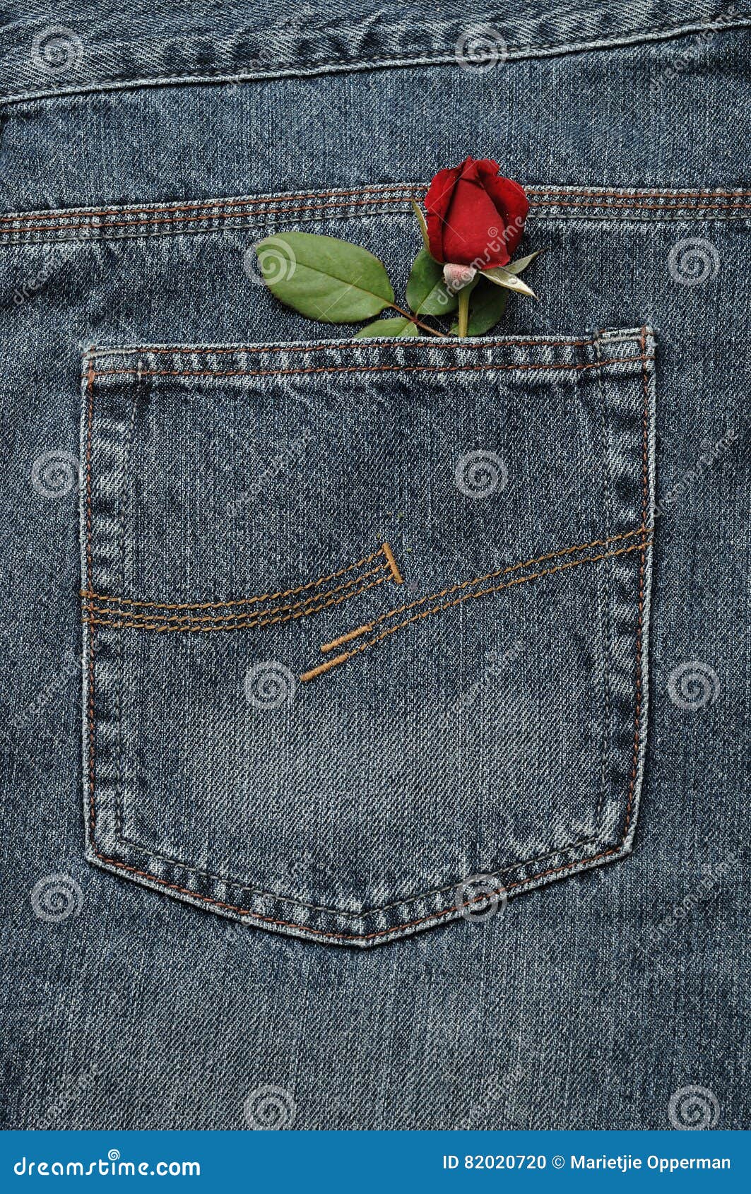 A Red Rose Sticking Out of a Back Pocket of a Denim Stock Photo - Image ...