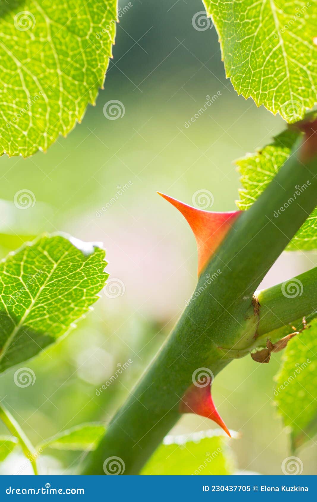 Red Rose Thorns on a Green Stem. Stock Image Image of stem, notebooks 230437705