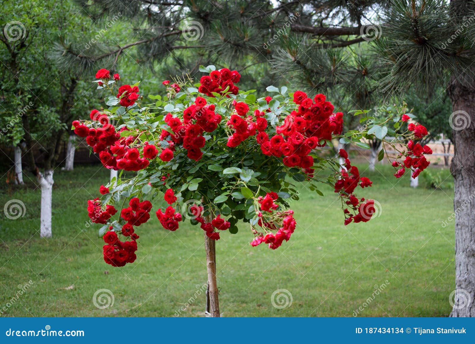 Red Rose Tree Beautiful Flowers Stock Photo Image of tree, bush