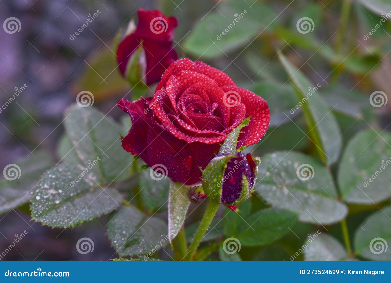 Red Rose on a Tree in the Garden, Beautiful Red Rose in the Garden