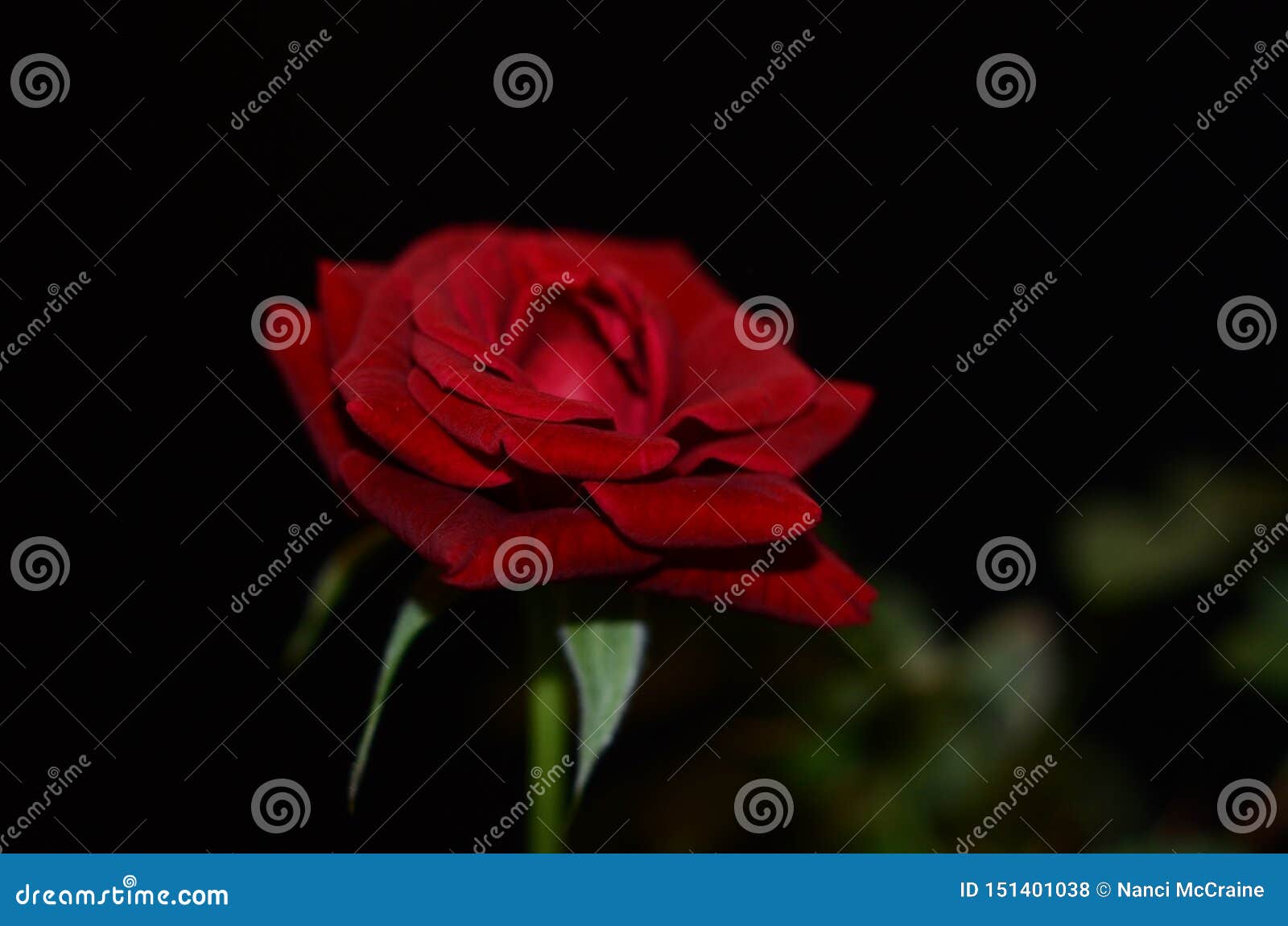 Red Roses Vased