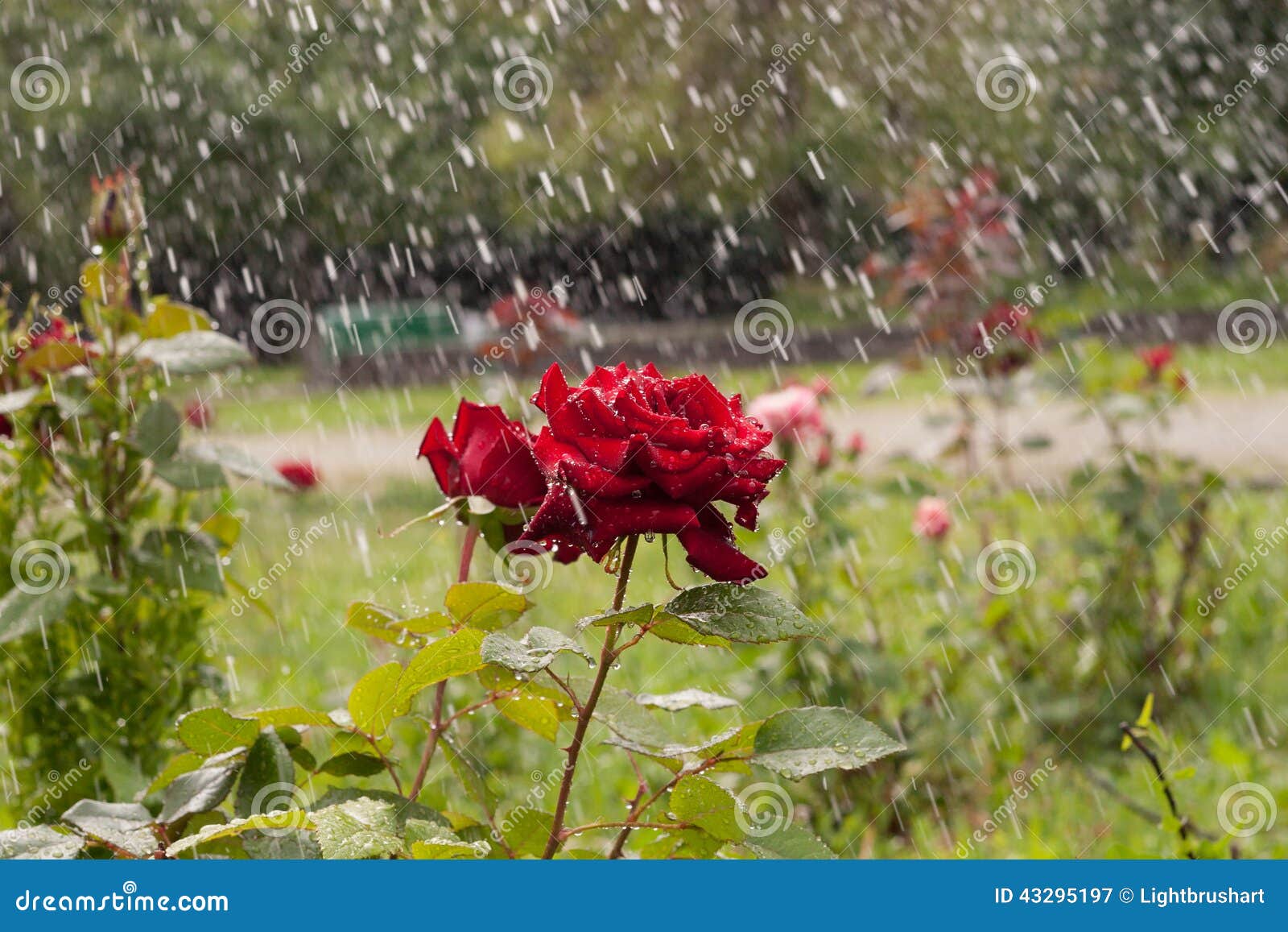 Red rose under rain stock image. Image of rose, water 43295197