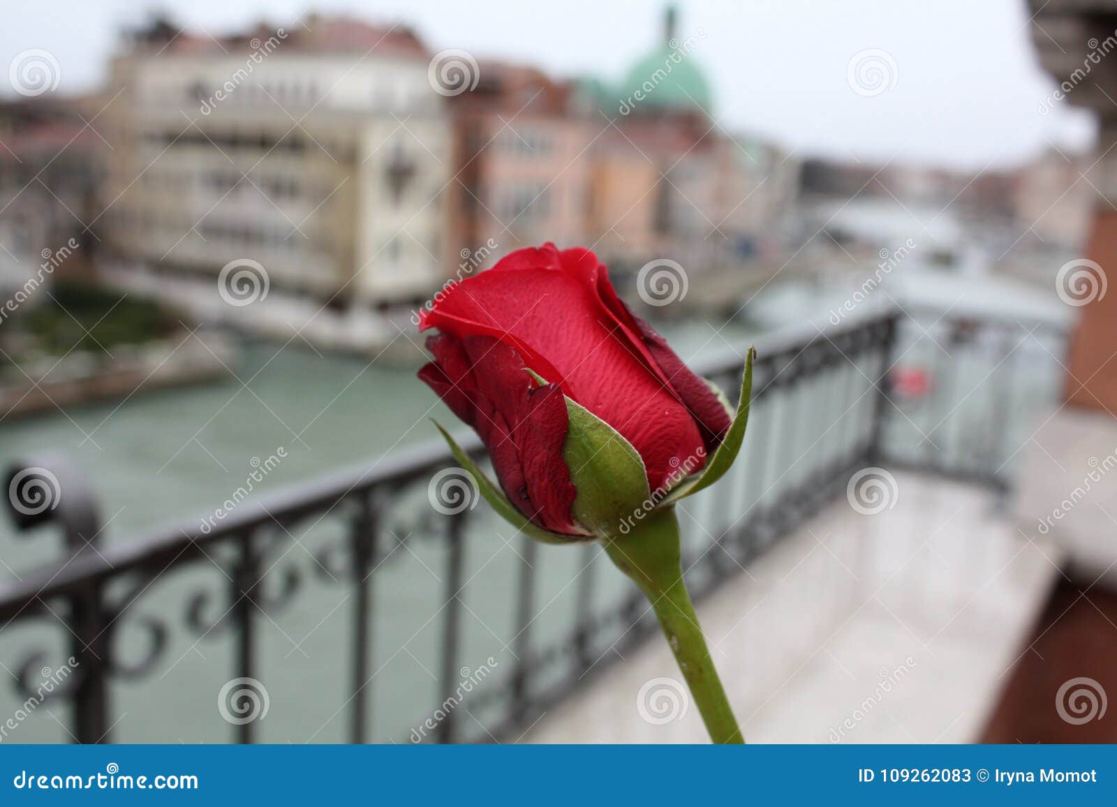 Red rose in Venice Italy stock image. Image of white 109262083