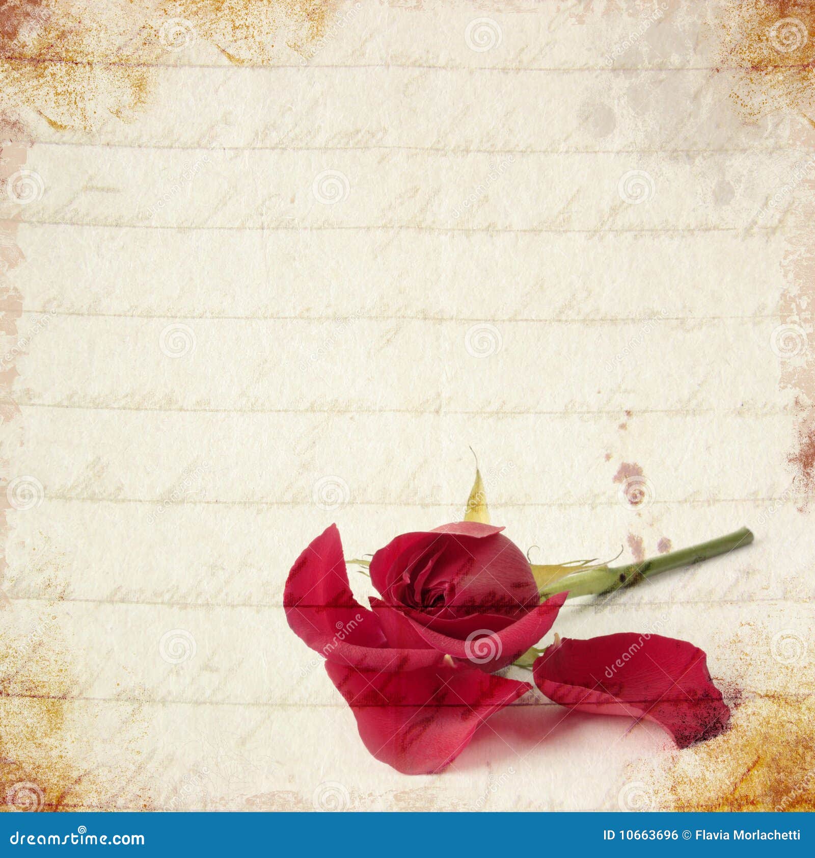 Red rose vintage card stock photo. Image of flower, aroma - 10663696