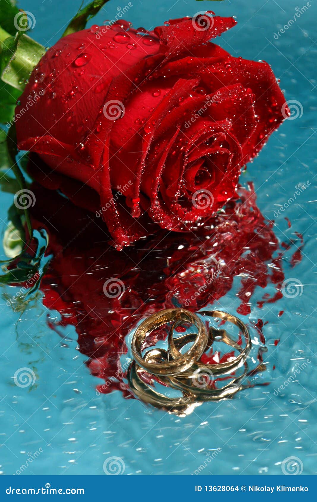 Red rose in water stock photo. Image of marry, liquid 13628064