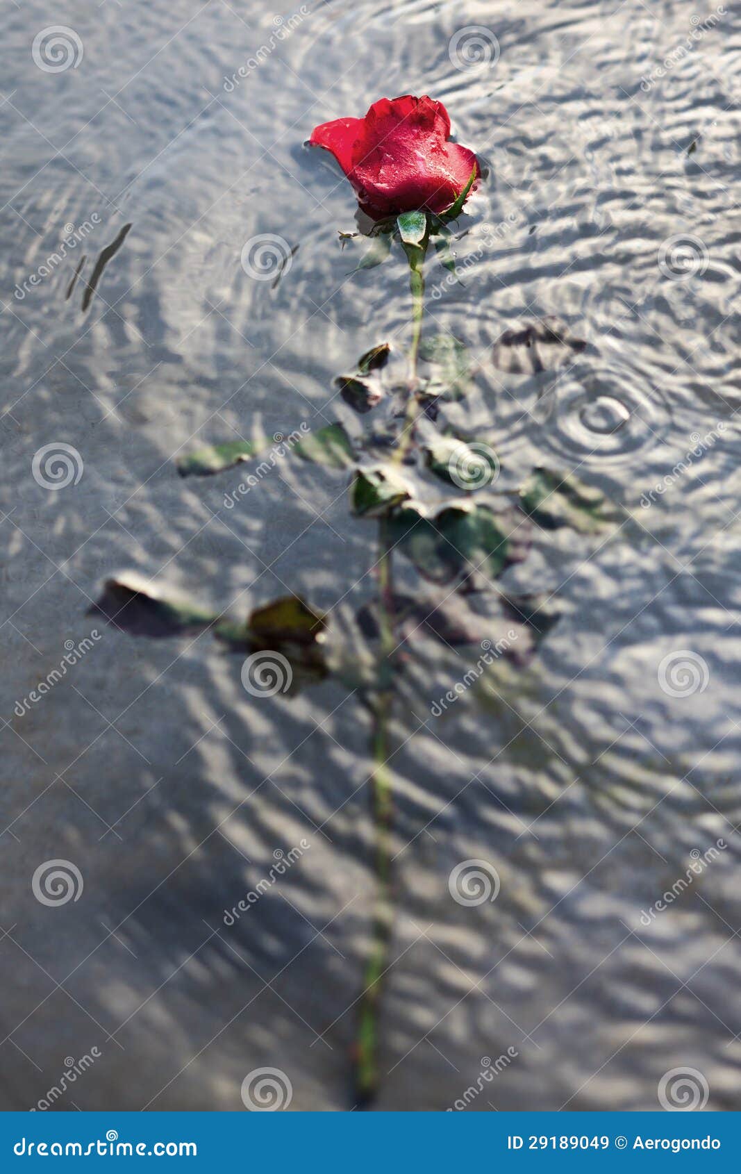 Red rose in the water stock image. Image of isolated 29189049