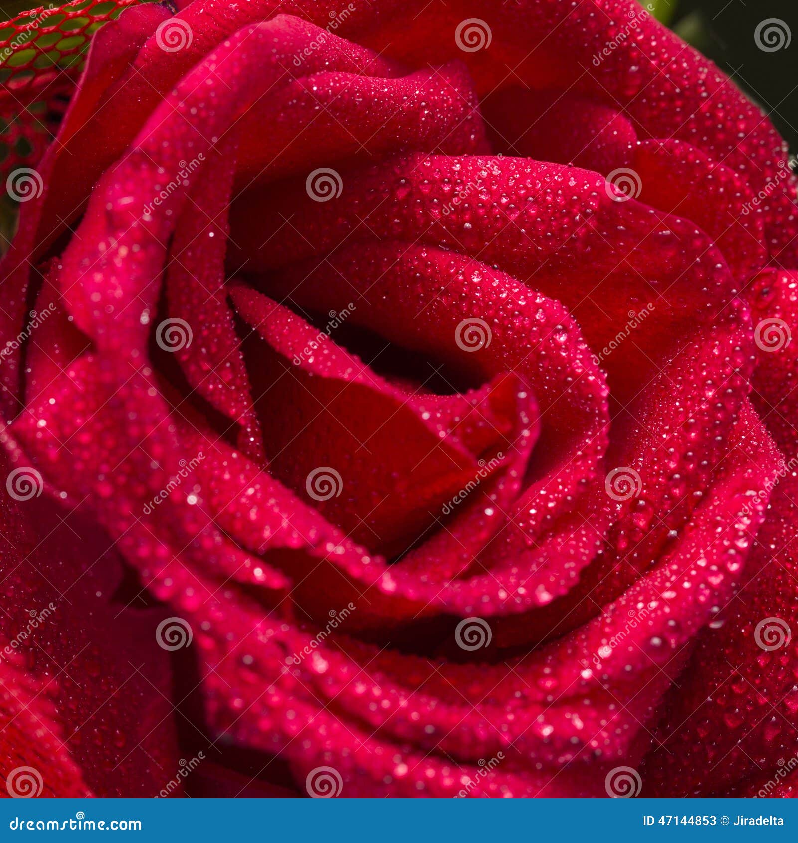 Red Rose Water Drip Closeup Stock Image Image of florals, flower