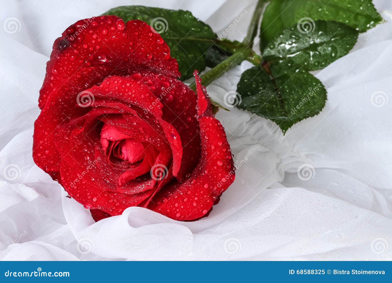 Red rose with water droplets - white fabric background