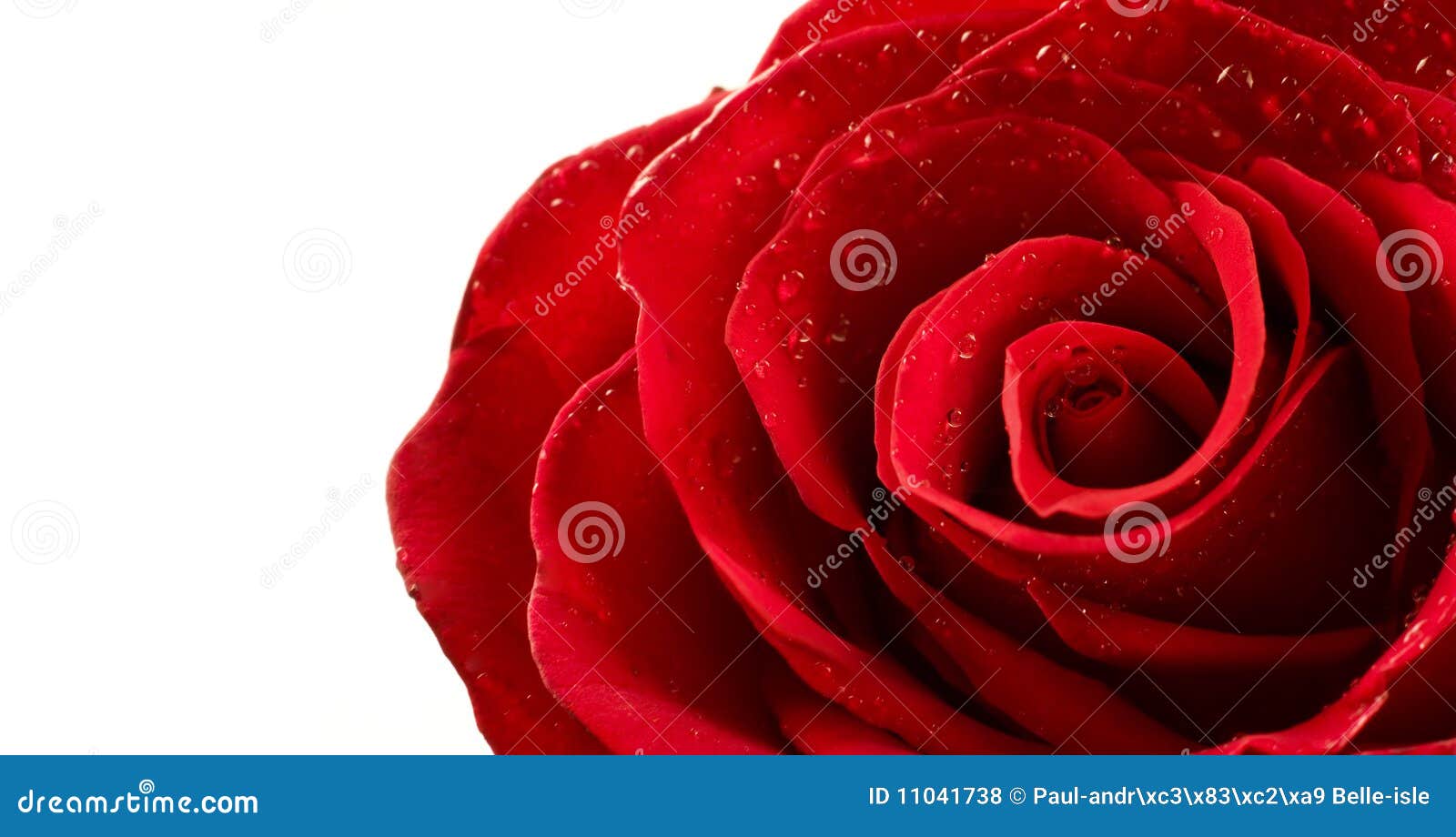 Red rose with water drops stock photo. Image of bloom - 11041738