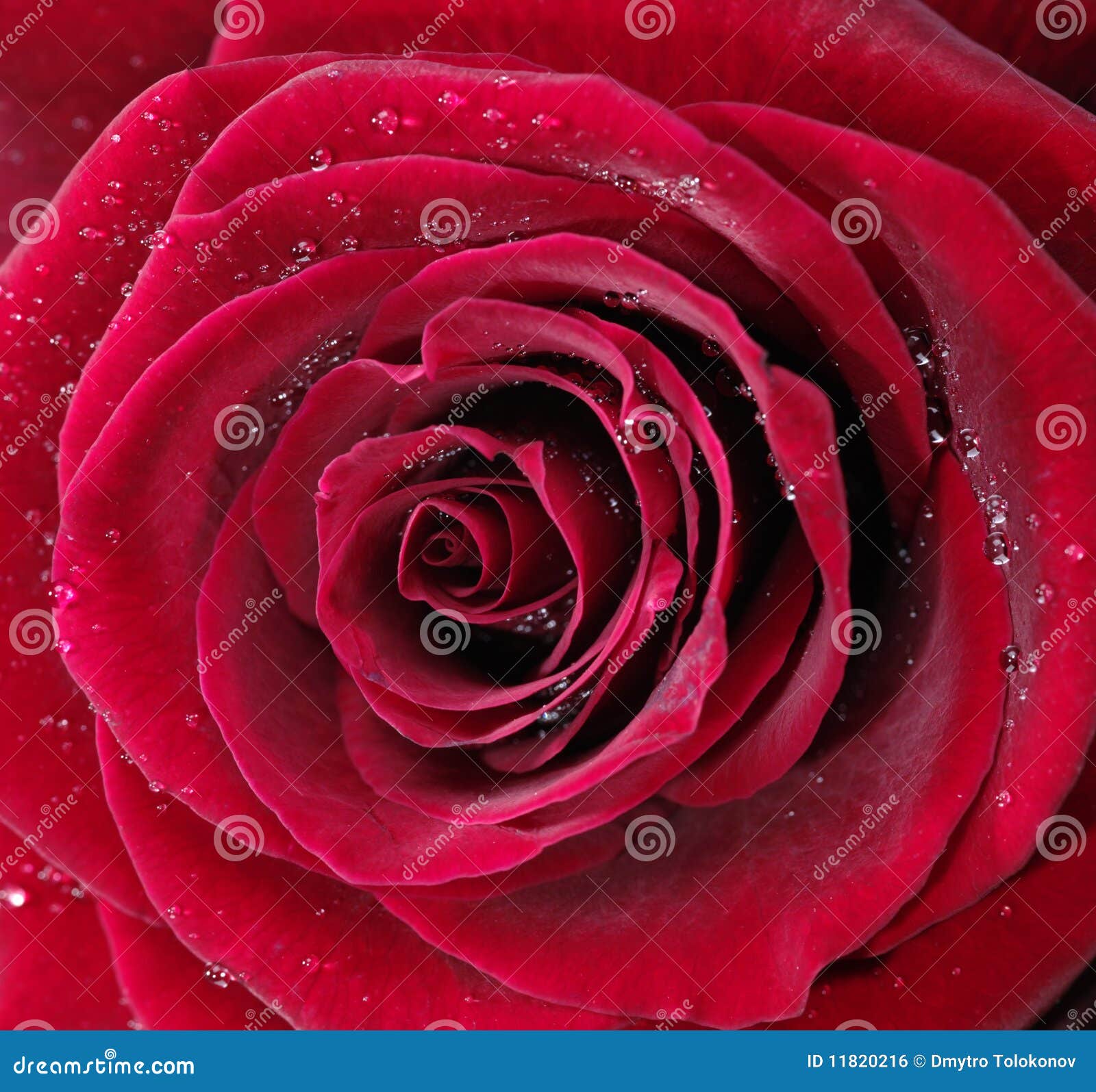 Red rose with water drops stock photo. Image of idyllic - 11820216