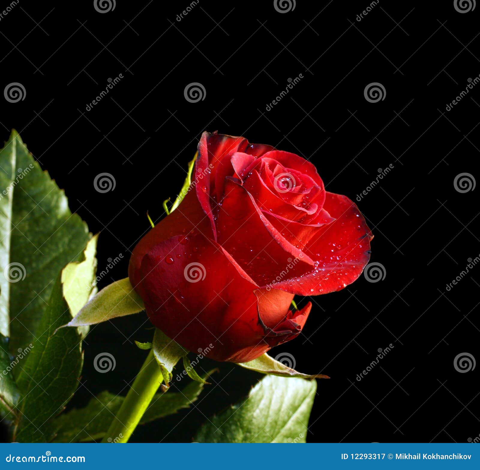 Black Rose Petals Background Water Drops Stock Photo 361321919