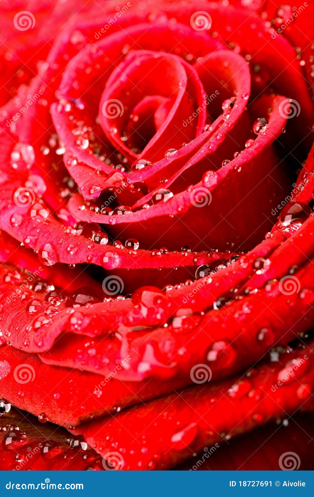 Red rose with water drops stock image. Image of beautiful - 18727691